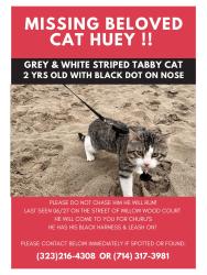 Lost Male Cat last seen Poppy and daisy field, Lake Elsinore, CA 92532