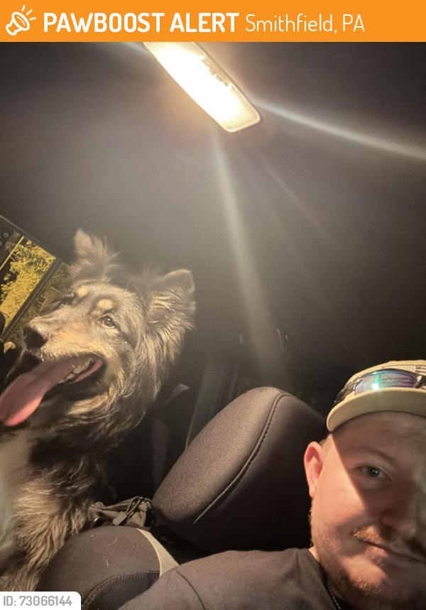 Found/Stray Female Dog last seen Grange Rd, Smithfield, PA, Smithfield, PA 15478