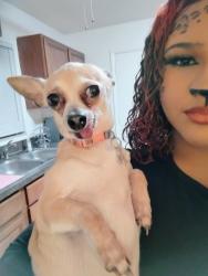 Reunited Female Dog last seen W. Gaucho Cir and Cloverlear Blvd., Deltona, FL 32725