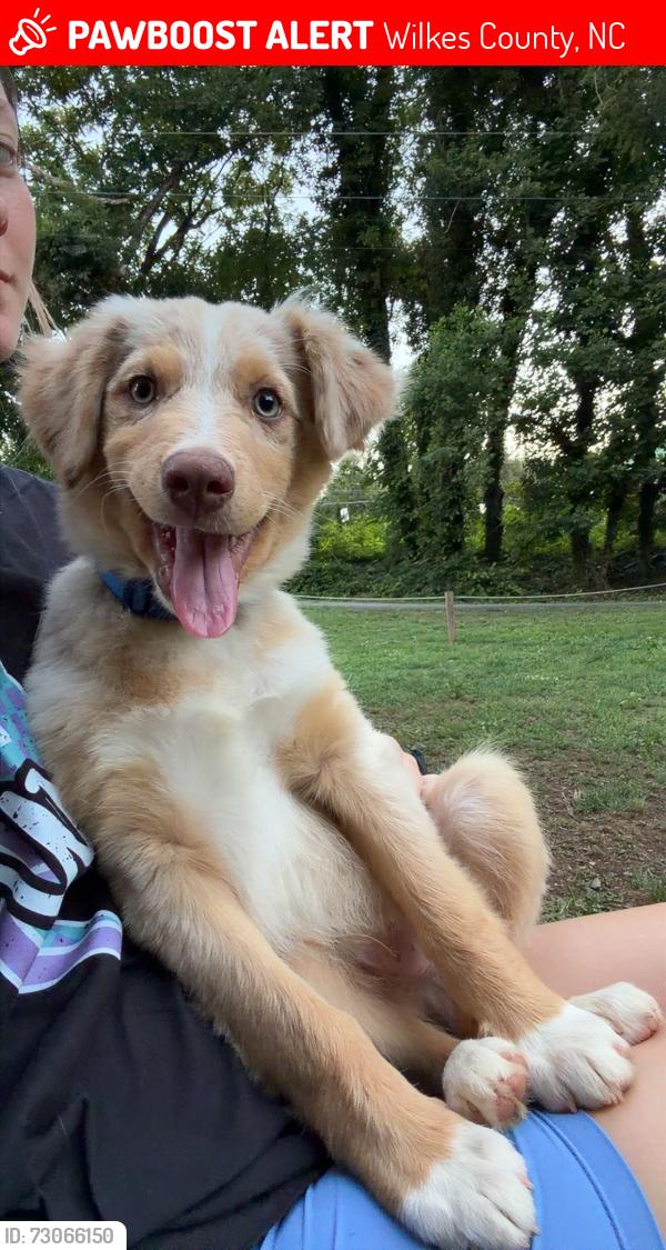 Lost Male Dog last seen pond, Wilkes County, NC 28621