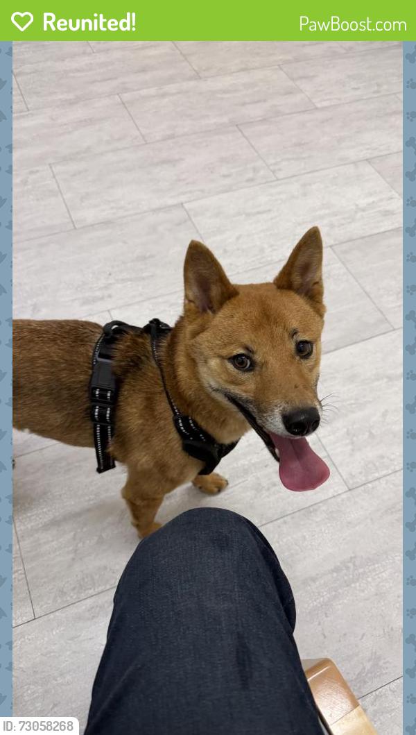 Reunited Male Dog last seen Pioneer park , West Chicago, IL 60185