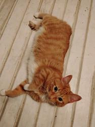 Reunited Unknown Cat last seen North Ashland Avenue and Hubbard Street, Green Bay, WI 54303
