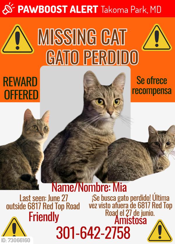 Lost Female Cat last seen Near red top road takoma park maryland , Takoma Park, MD 20912