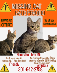 Lost Female Cat last seen Near red top road takoma park maryland , Takoma Park, MD 20912