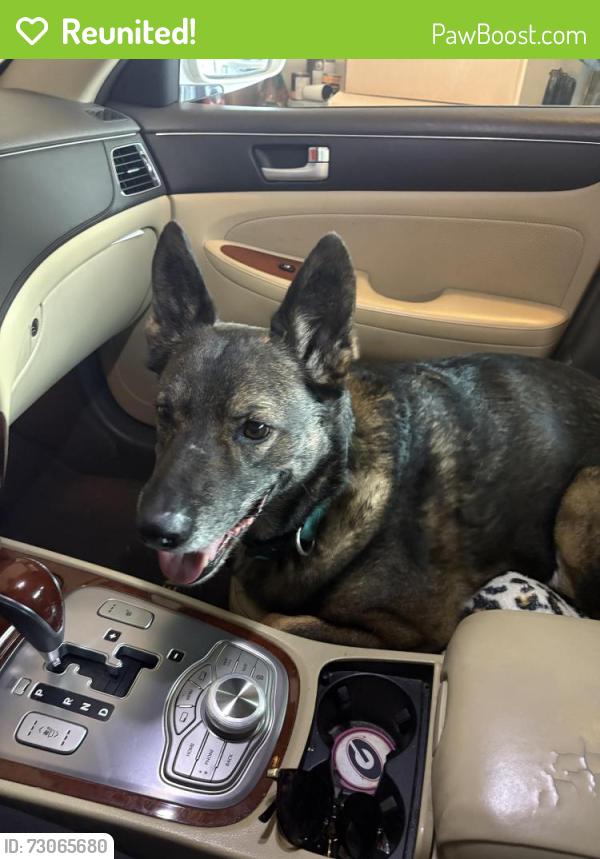 Reunited Male Dog last seen Rialto Way, Forsyth County, GA 30040