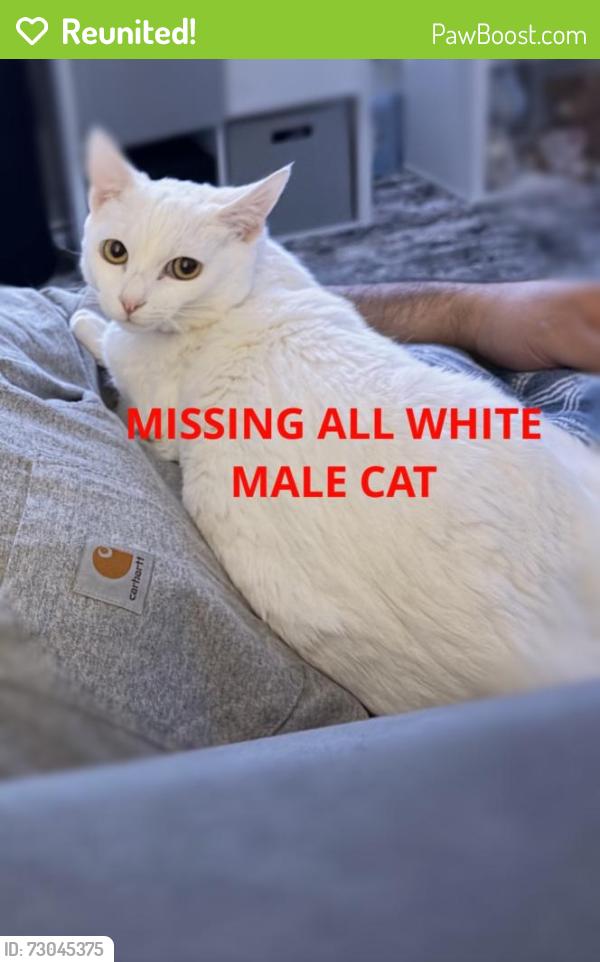 Reunited Male Cat last seen Near 167th Ave, San Leandro, CA 94578