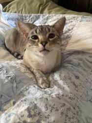Lost Male Cat last seen sherman lane, florissant, Florissant, MO 63031
