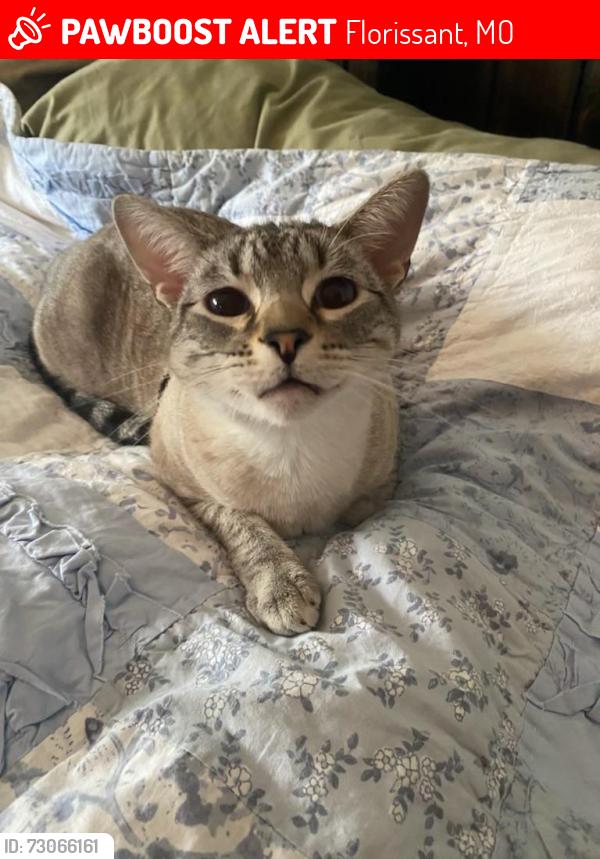 Lost Male Cat last seen sherman lane, florissant, Florissant, MO 63031