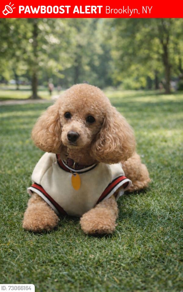 Lost Male Dog last seen Wendy's on Pennsylvania and Linden Blvd, Brooklyn, NY 11207