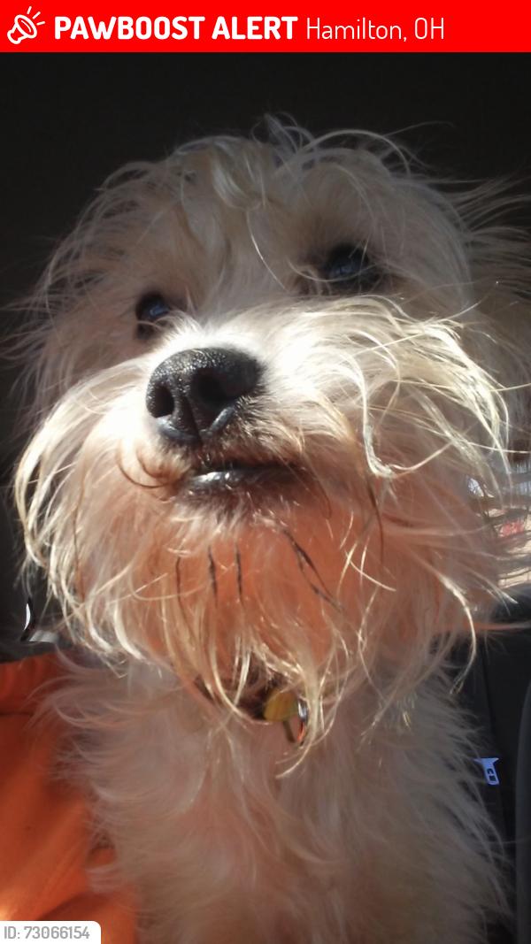 Lost Male Dog last seen Laurel Ave., Hamilton, OH 45015