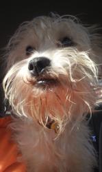Lost Male Dog last seen Laurel Ave., Hamilton, OH 45015