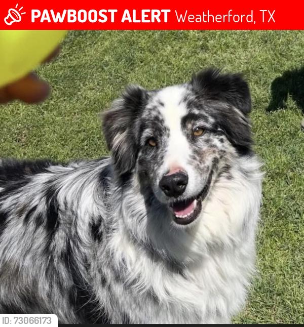 Lost Male Dog last seen Taylod, Weatherford, TX 76087