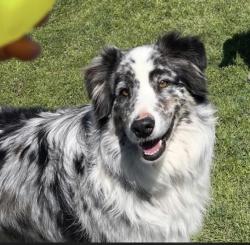 Lost Male Dog last seen Taylod, Weatherford, TX 76087