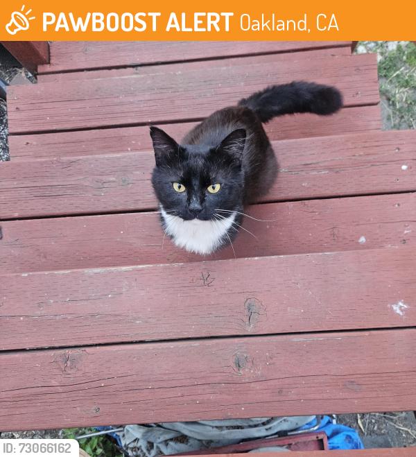 Found/Stray Male Cat last seen Near 31st and Martin Luther King Jr Way Oakland , Oakland, CA 94609