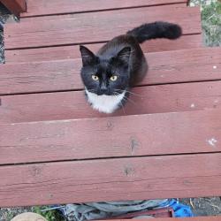 Found/Stray Male Cat last seen Near 31st and Martin Luther King Jr Way Oakland , Oakland, CA 94609