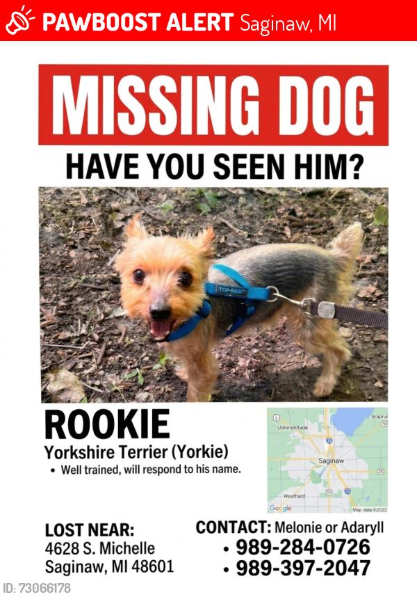Lost Male Dog last seen Michelle st and outer dr., Saginaw, MI 48607