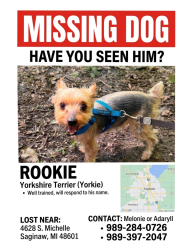 Lost Male Dog last seen Michelle st and outer dr., Saginaw, MI 48607