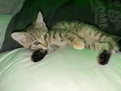 Found/Stray Female Cat last seen Old Nashville Highway by Murfreesboro Rd., La Vergne, TN 37086