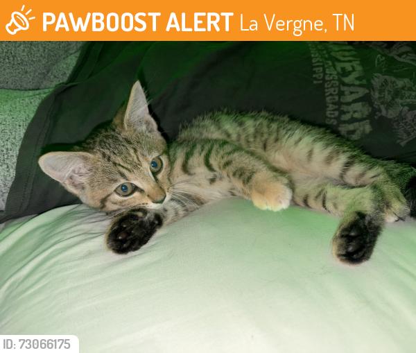 Found/Stray Female Cat last seen Old Nashville Highway by Murfreesboro Rd., La Vergne, TN 37086
