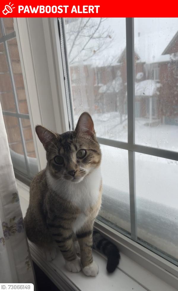 Lost Male Cat last seen Credit Valley Conservation , Mississauga, ON L5N 6R4