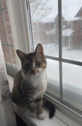 Lost Male Cat last seen Credit Valley Conservation , Mississauga, ON L5N 6R4