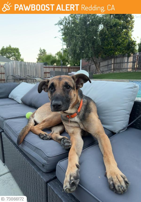 Found/Stray Female Dog last seen In a business parking lot off lake boulevard, Redding, CA 96003