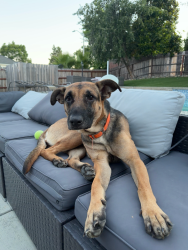 Found/Stray Female Dog last seen In a business parking lot off lake boulevard, Redding, CA 96003