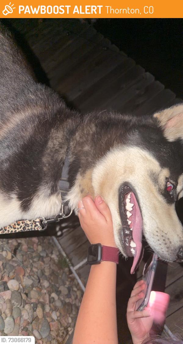 Found/Stray Male Dog last seen Riverdale high school, Thornton, CO 80602