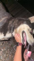 Found/Stray Male Dog last seen Riverdale high school, Thornton, CO 80602