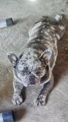 Found/Stray Female Dog last seen Oswell&virginia, Bakersfield, CA 93306