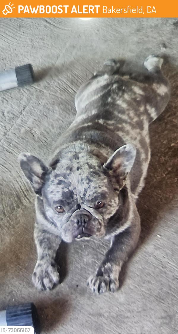 Found/Stray Female Dog last seen Oswell&virginia, Bakersfield, CA 93306