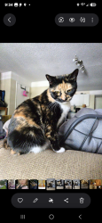 Lost Female Cat last seen Ogden park, Wilmington, NC 28411