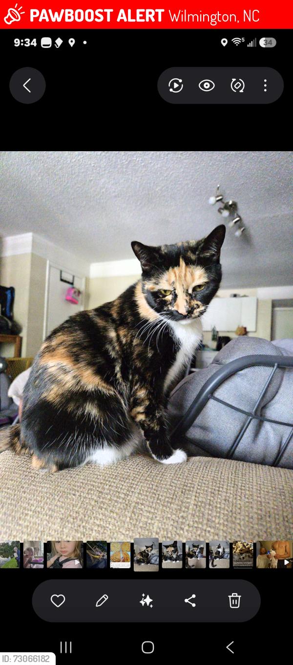 Lost Female Cat last seen Ogden park, Wilmington, NC 28411