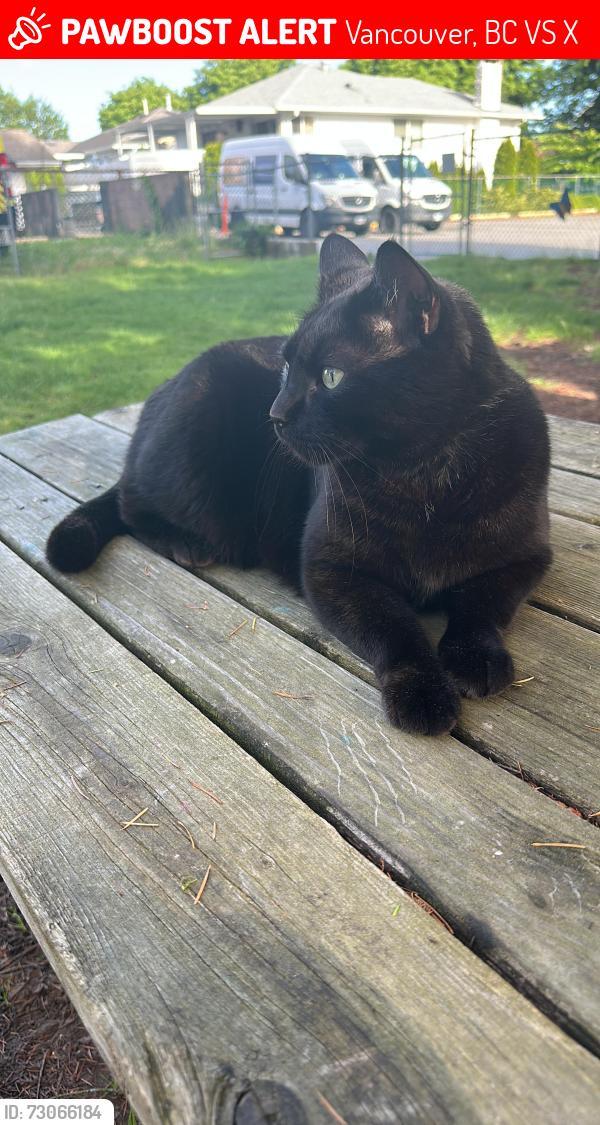 Lost Male Cat last seen Killarney park , Vancouver, BC V5S 2X7