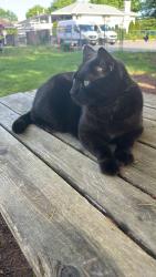 Lost Male Cat last seen Killarney park , Vancouver, BC V5S 2X7
