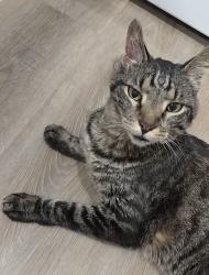 Lost Male Cat last seen North Adams and Forest St, Ypsilanti, Ypsilanti, MI 48197