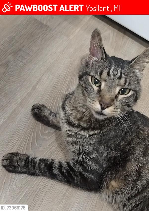 Lost Male Cat last seen North Adams and Forest St, Ypsilanti, Ypsilanti, MI 48197