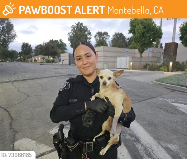 Found/Stray Unknown Dog last seen Beverly Blvd. and Montebello Blvd. near the El Pollo Loco, Montebello, CA 90640