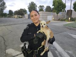 Found/Stray Unknown Dog last seen Beverly Blvd. and Montebello Blvd. near the El Pollo Loco, Montebello, CA 90640