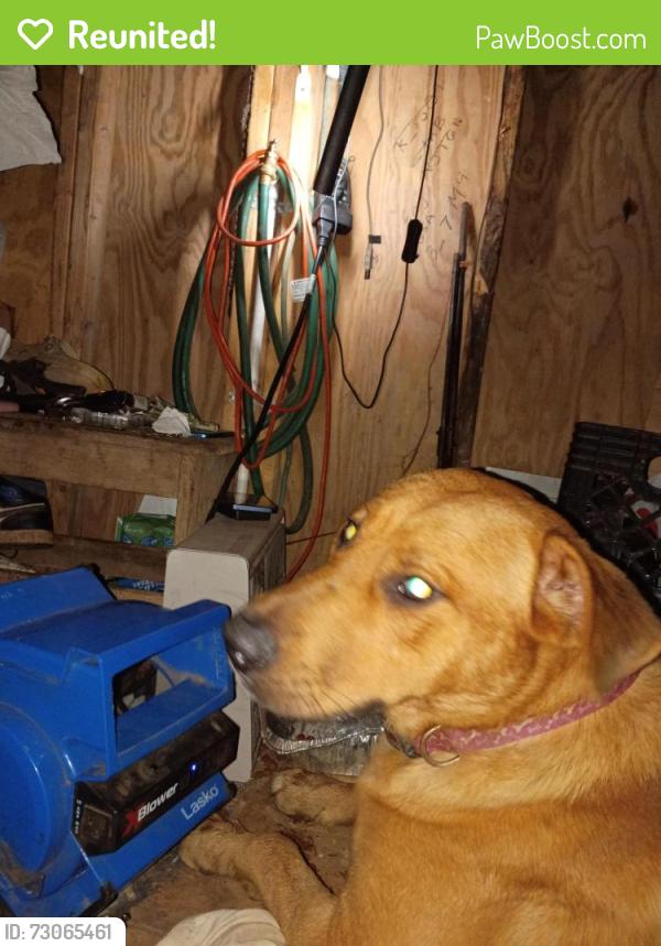 Reunited Male Dog last seen Hwy 29 North ( behind Frazier's), Newnan, GA 30265