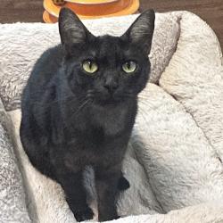 Shelter Stray Female Cat last seen , 8020 Washington St, Port Richey, FL 34668, USA