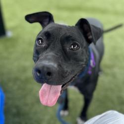 Shelter Stray Male Dog last seen , Animal Care & Control Team of Philly, 111 W Hunting Park Ave, Philadelphia, PA 19140, USA