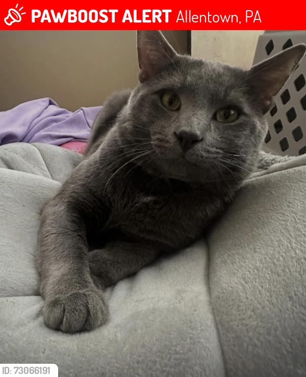Lost Male Cat last seen in the back all way on gordan and ridge., Allentown, PA 18102
