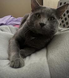 Lost Male Cat last seen in the back all way on gordan and ridge., Allentown, PA 18102