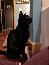 Lost Male Cat last seen Henriette Rd. and Cluster Rd., Grasston, MN 55030