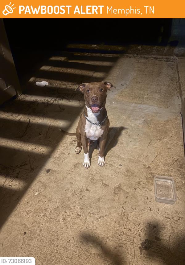 Found/Stray Unknown Dog last seen Raleigh la grange, Memphis, TN 38128