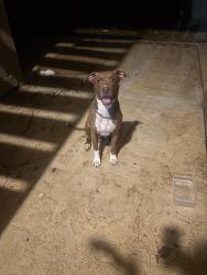 Found/Stray Unknown Dog last seen Raleigh la grange, Memphis, TN 38128