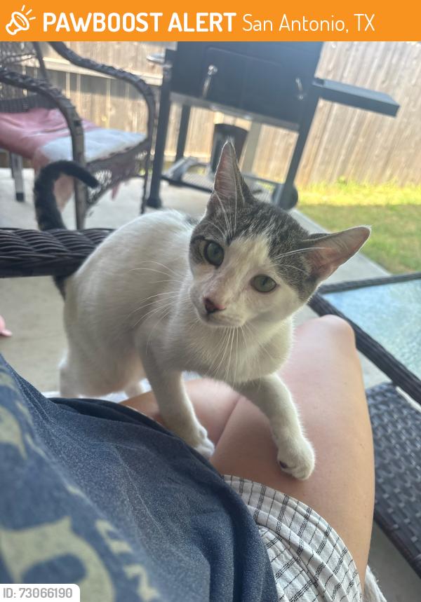 Found/Stray Unknown Cat last seen Zarzamora st and Hunter’s Pond, San Antonio, TX 78224