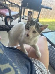 Found/Stray Unknown Cat last seen Zarzamora st and Hunter’s Pond, San Antonio, TX 78224