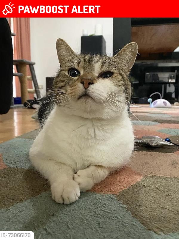 Lost Male Cat last seen Hakea court, Altona Meadows, VIC 3028